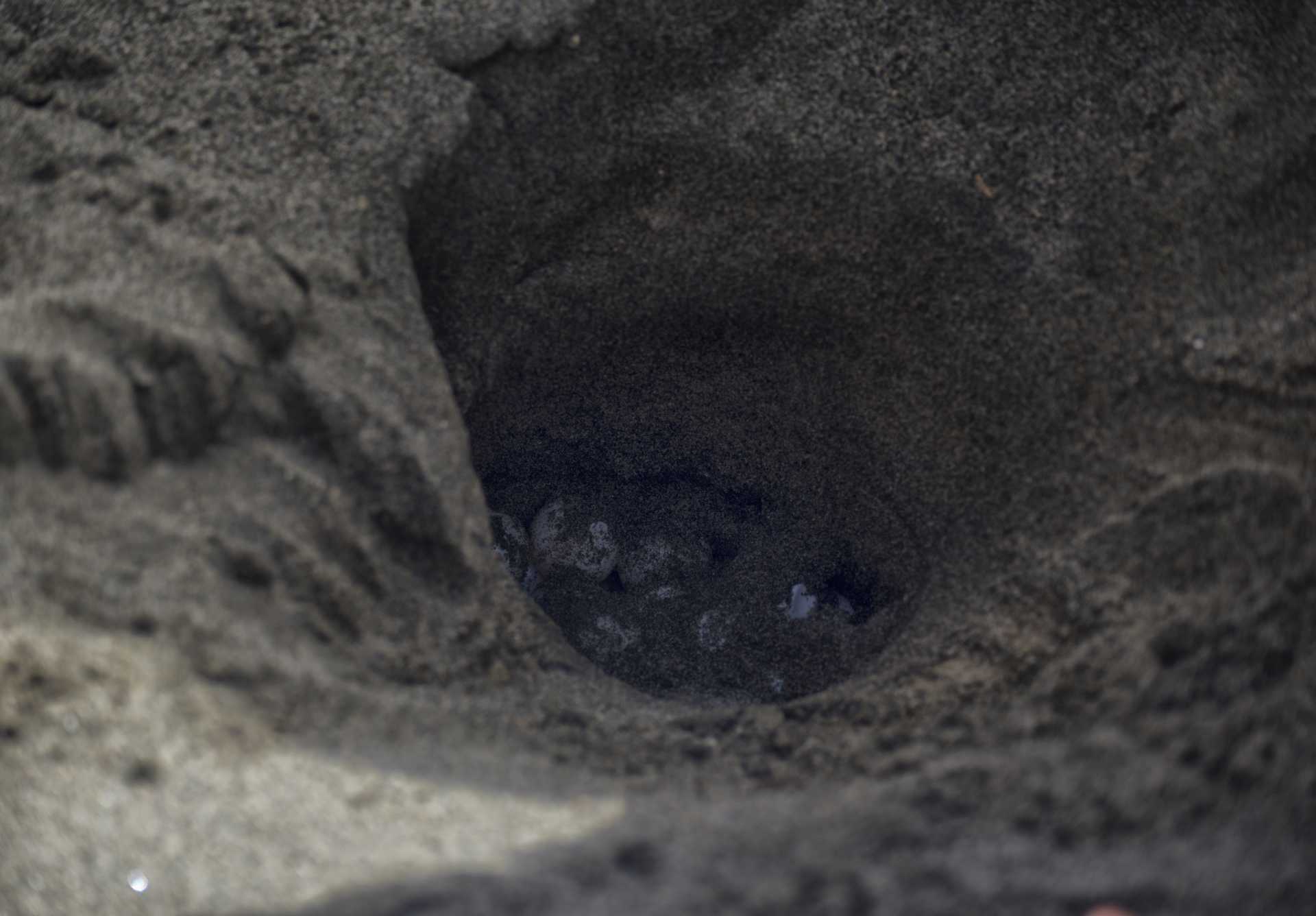 Una tartaruga marina deposita le sue uova a Ostia